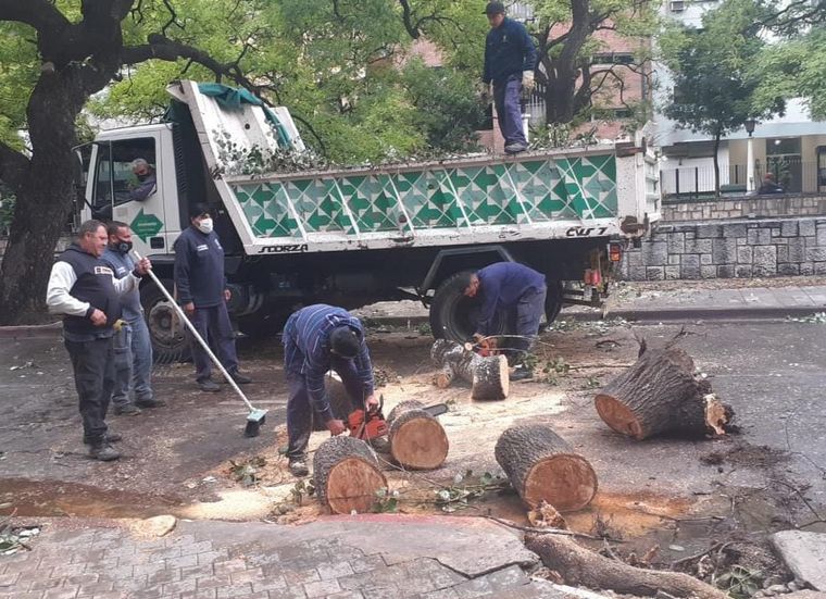 FOTO: Árboles caídos tormenta Córdoba