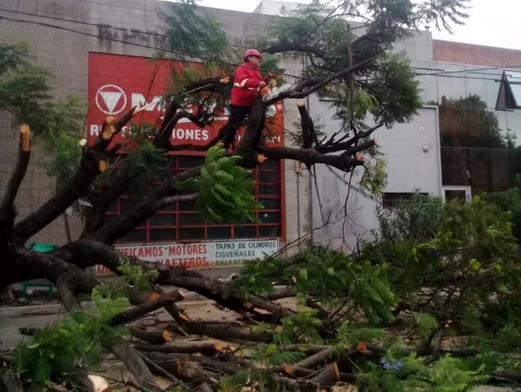 FOTO: Árboles caídos tormenta Córdoba