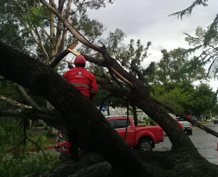 FOTO: Árboles caídos tormenta Córdoba