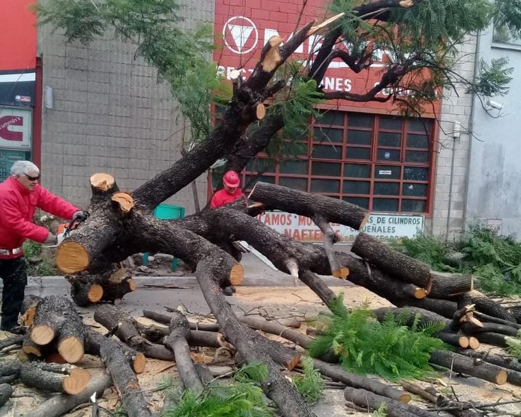 FOTO: Árboles caídos tormenta Córdoba