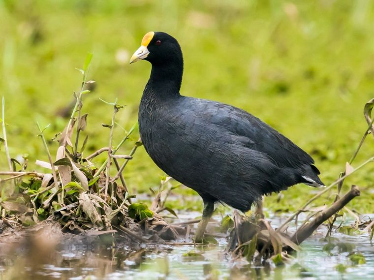 Reserva ambiental “Aguada de los Pájaros” en Villa Rumipal.
