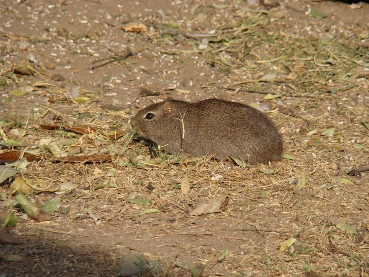 Reserva ambiental “Aguada de los Pájaros” en Villa Rumipal.