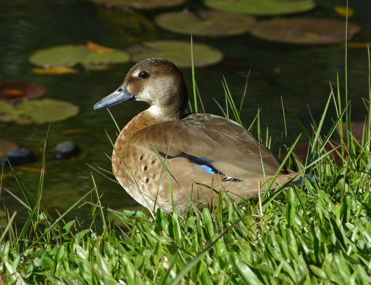 Reserva ambiental “Aguada de los Pájaros” en Villa Rumipal.