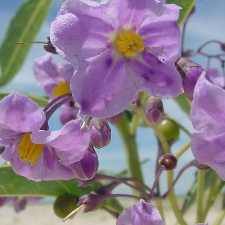Reserva ambiental “Aguada de los Pájaros” en Villa Rumipal.