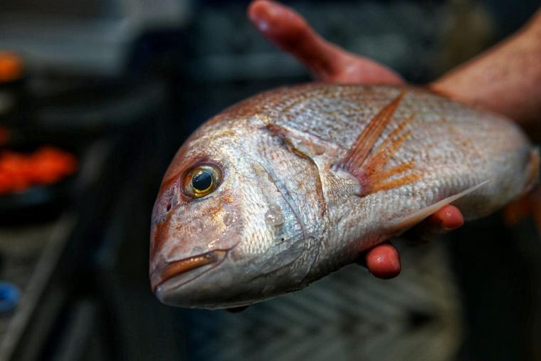 Lo de Fran, cocina de mar.