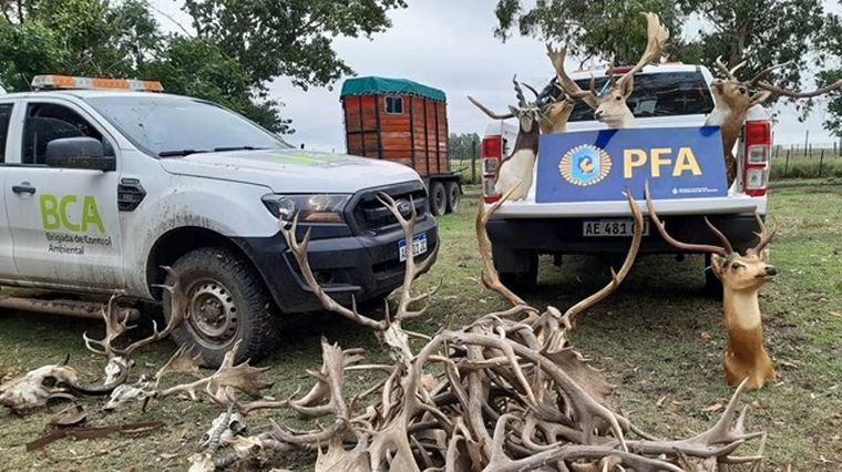 En total 301 animales fueron rescatados del cautiverio en Mar del Plata.