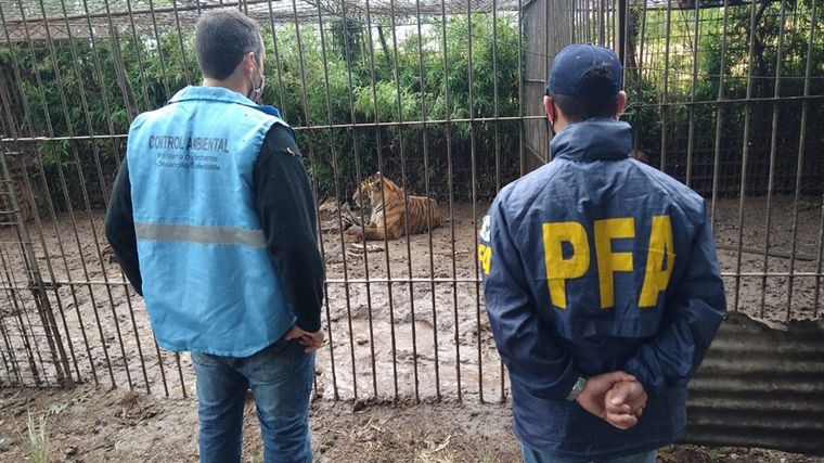 En total 301 animales fueron rescatados del cautiverio en Mar del Plata.
