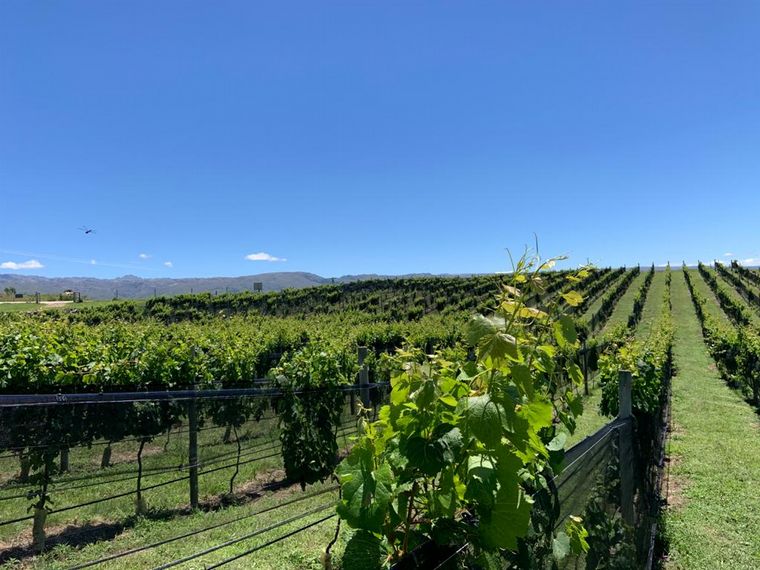 Bodega Juana Urbana, viña de altura
