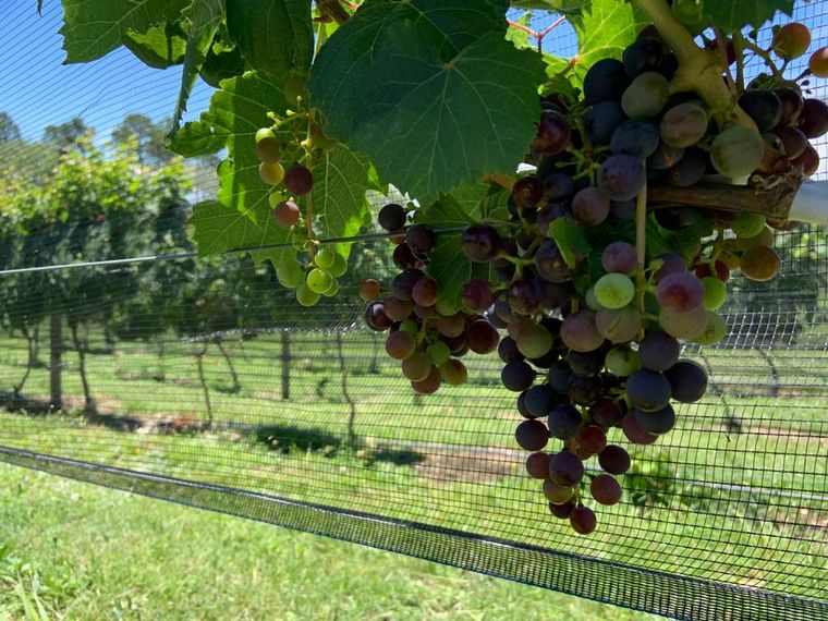 Bodega Juana Urbana, viña de altura
