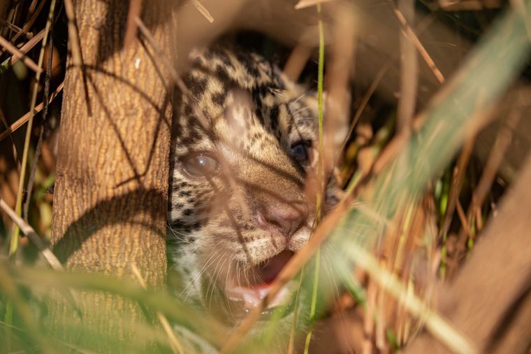 Liberaron una familia de yaguaretés en Iberá y nacieron cachorros (Fotos: Rewilding)