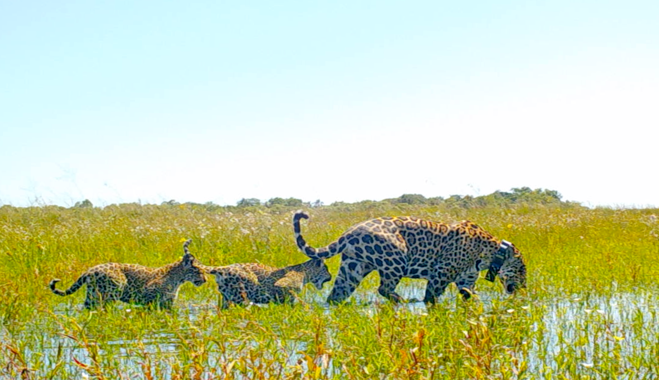 Liberaron a una familia de yaguaretés en Iberá (Fotos: Rewilding)