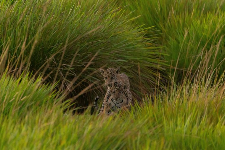 Liberaron a una familia de yaguaretés en Iberá (Fotos: Rewilding)