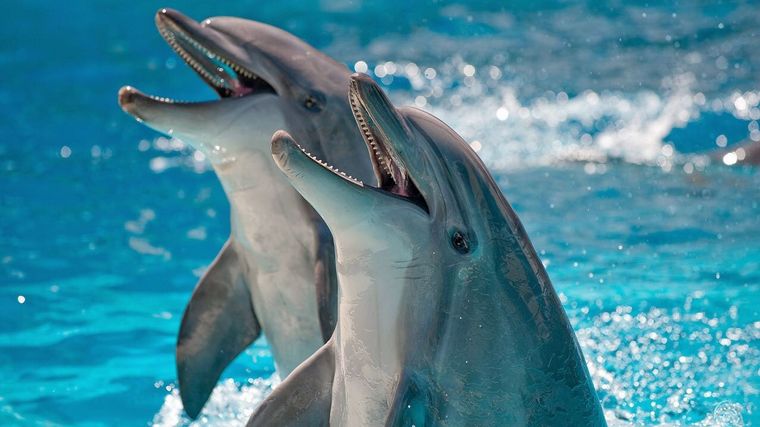 Aquarium Mar del Plata