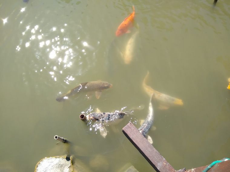 Jardín japonés, un rincón de Japón en Argentina