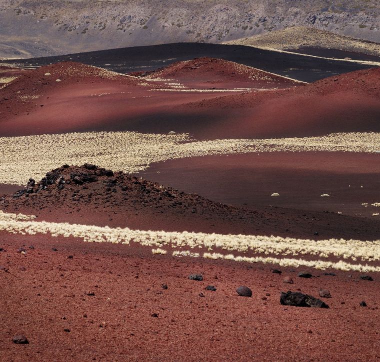 Foto: Tony (More Ants)