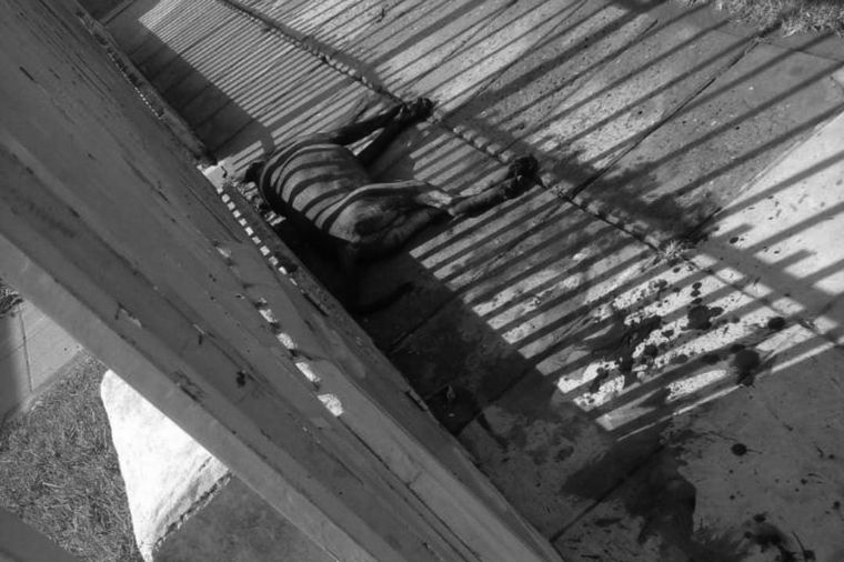 El perro fue ultimado de dos balazos.