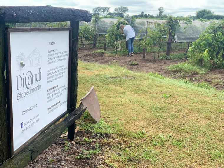 Vinos y salames, los dos emblemas de Colonia Caroya