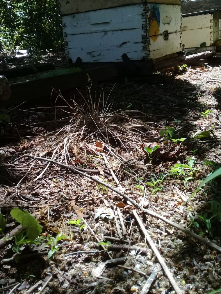 FOTO: Preocupación en Salta por mortandad de abejas
