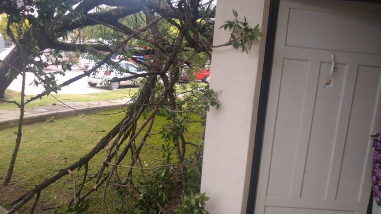 FOTO: Cayó un árbol en calle Miguel Cané 3758 en barrio Los Gigantes.
