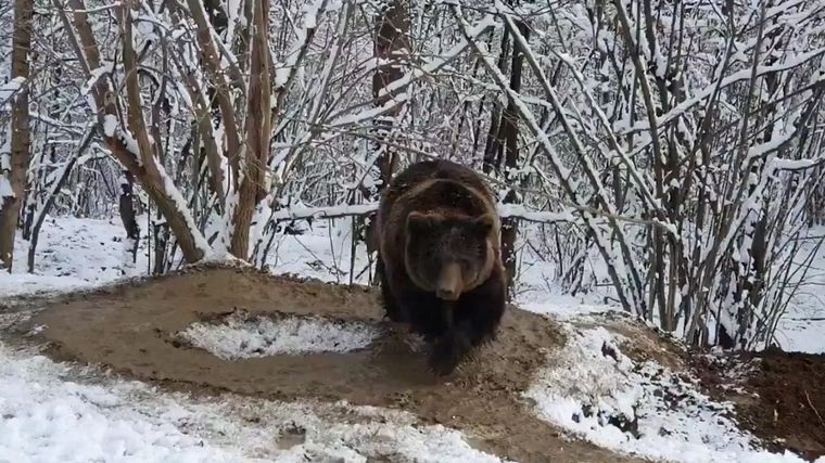 Ina la osa rumana que quedó con un trauma luego de 20 años de cautiverio