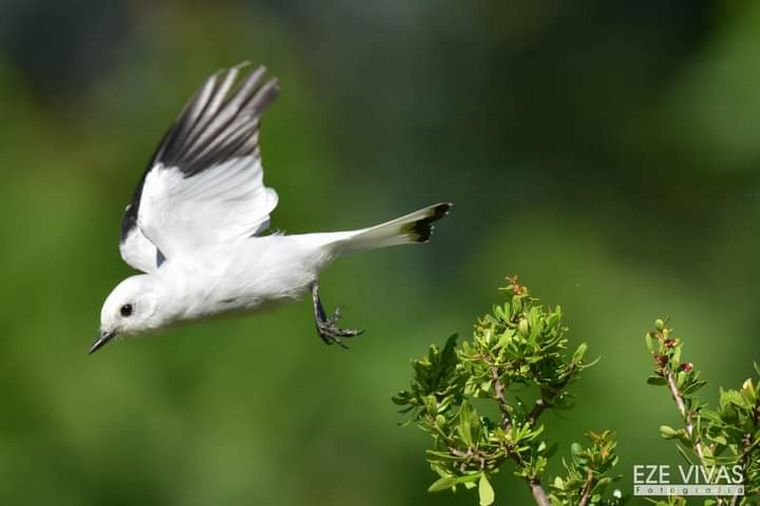 FOTO: Avistaje de aves en Estancia Guayascate