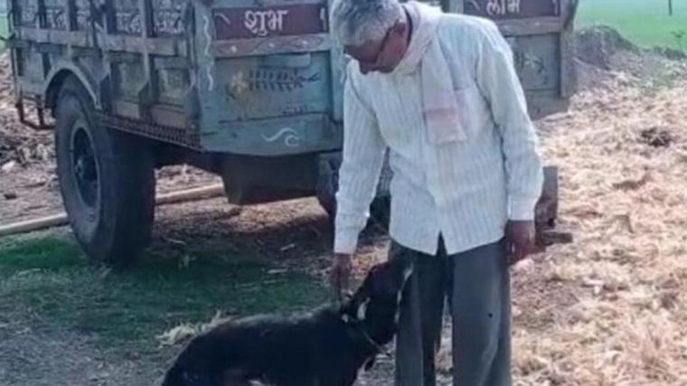 Un hombre decidió dejar la mitad de sus bienes a su perro