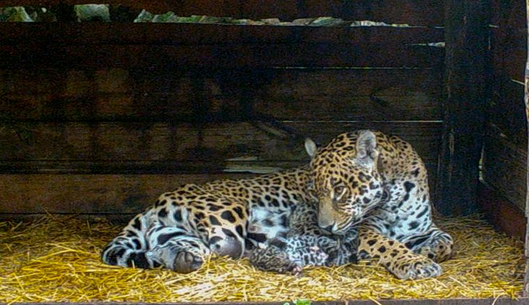 Nacieron dos crías de yaguareté en El Impenetrable de El Chaco