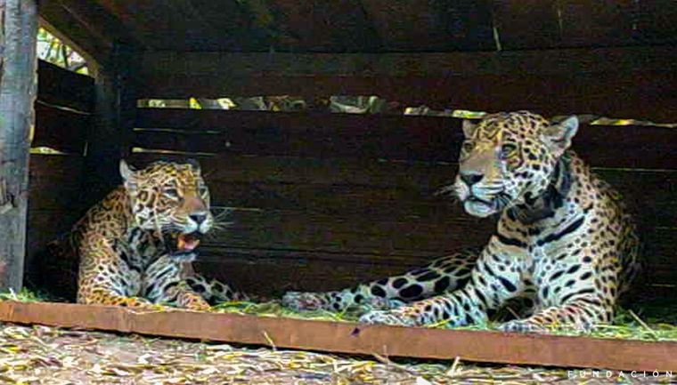 Nacieron dos crías de yaguareté en El Impenetrable de El Chaco