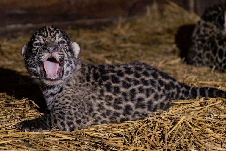 Nacieron dos crías de yaguareté en El Impenetrable de El Chaco