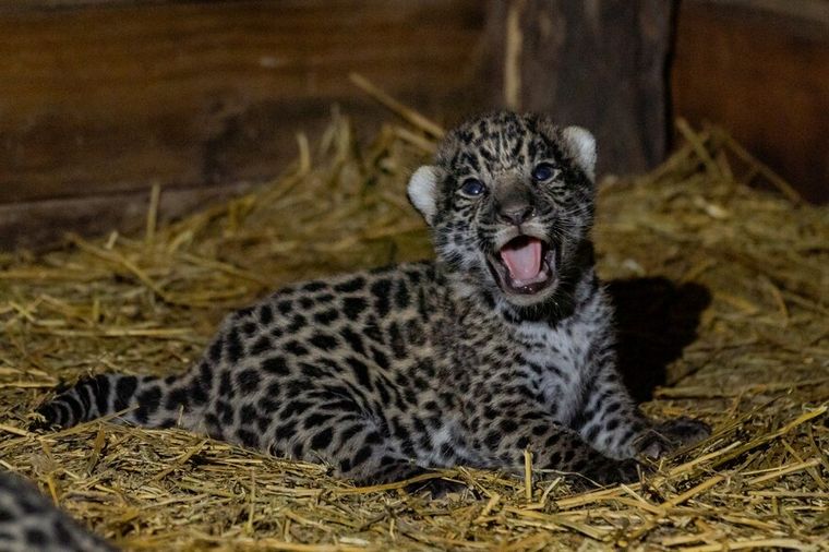 Nacieron dos crías de yaguareté en El Impenetrable de El Chaco