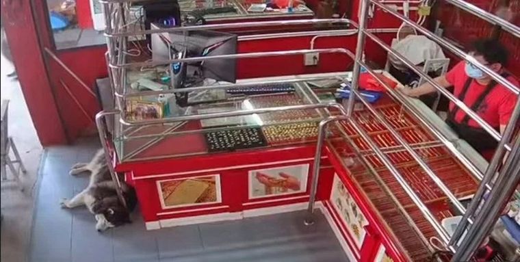 Entrenó a su perro guardián y así reaccionó ante un robo