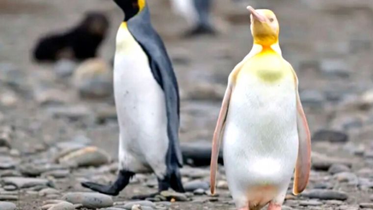 El pingüino amarillo fotografiado en el Atlántico sur