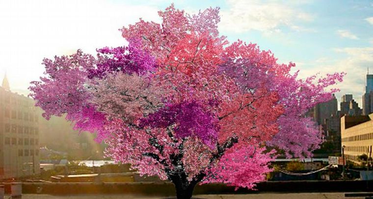 El árbol de los 40 frutos