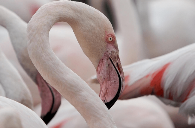 ¿Qué son los humedales y por qué es necesario protegerlos?