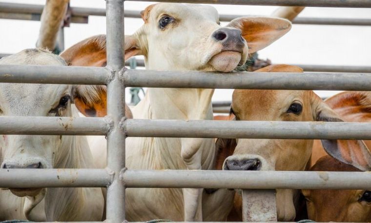 Detienen a un ex diputado de Santa Fe por robo de animales (Foto ilustrativa)