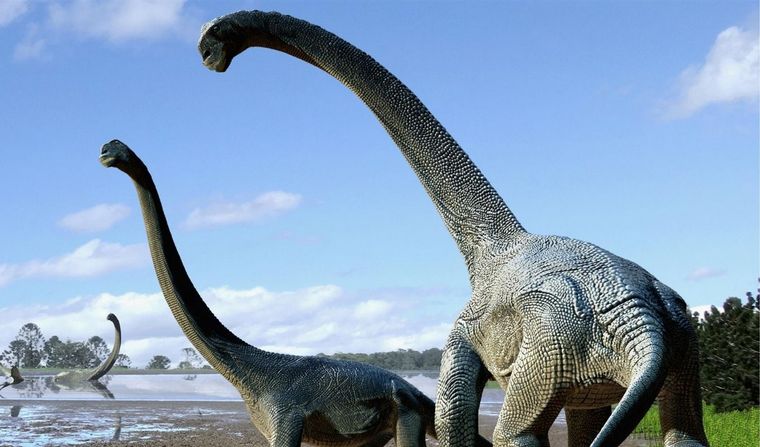 Tendría unos 20 metros de longitud  (Foto ilustrativa: National Geographic)