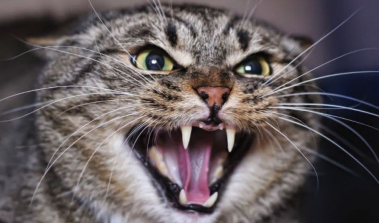 El gato ingresó a la cabina y provocó un aterrizaje de emergencia.