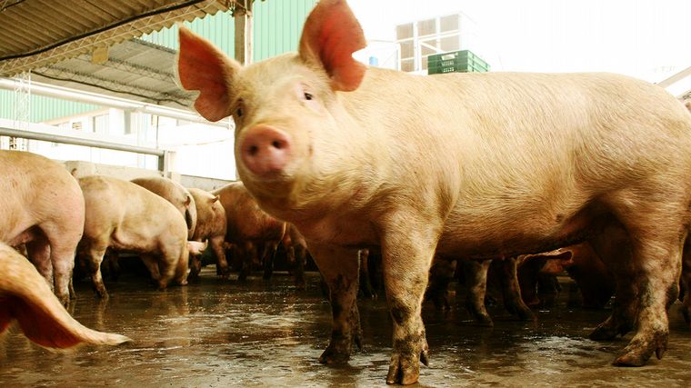 FOTO: Alerta por la amenaza de una potencial propagación de la Peste Porcina Africana.