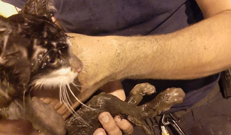 AUDIO: Bomberos de Rosario rescataron a un gatito de un desagüe