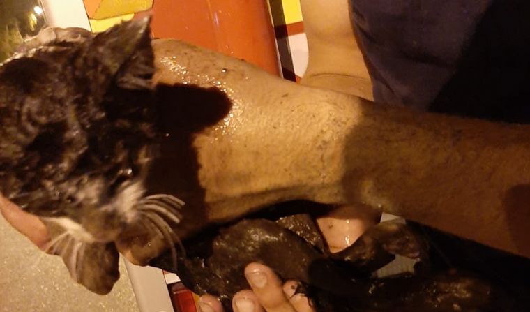 FOTO: Bomberos de Rosario rescataron a un gatito de un desagüe