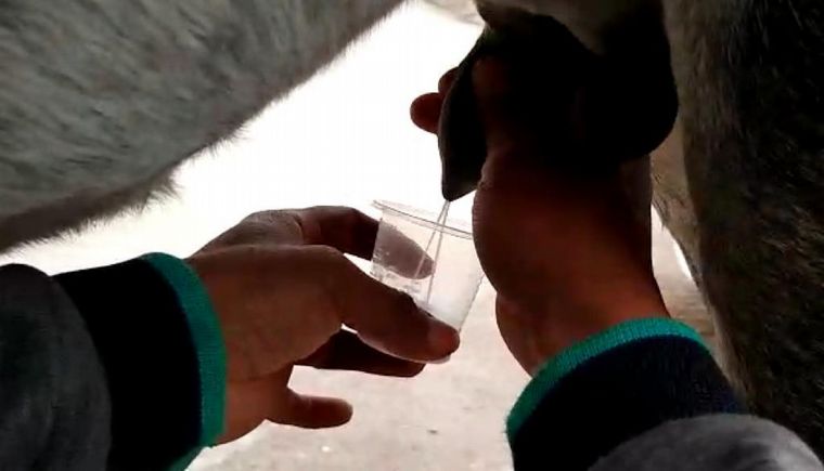 Orlando mostró cómo es tomar leche al pie de la burra