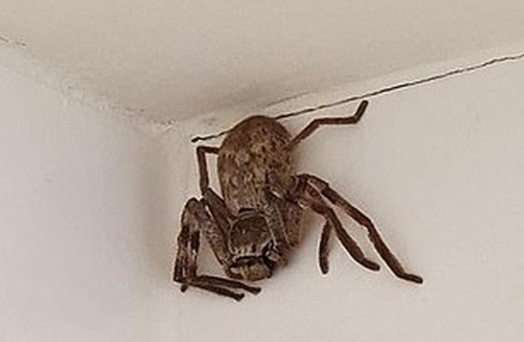 Encontró una monstruosa araña en el baño de su casa - Noticias - Cadena
