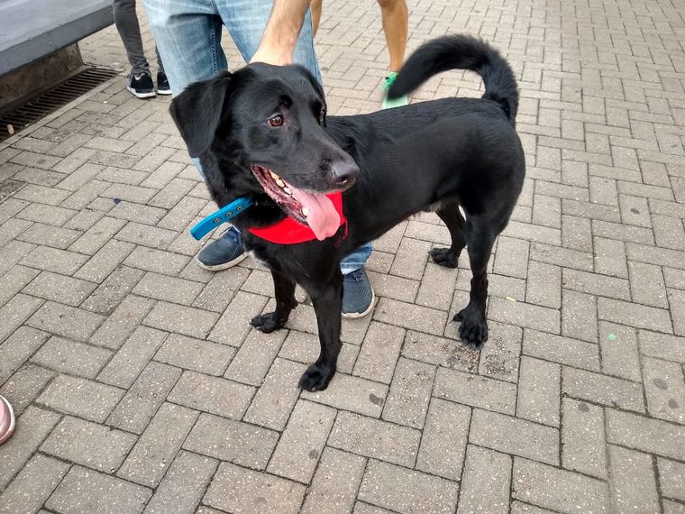 Festejo de cumpleaños de Tony Chopper.