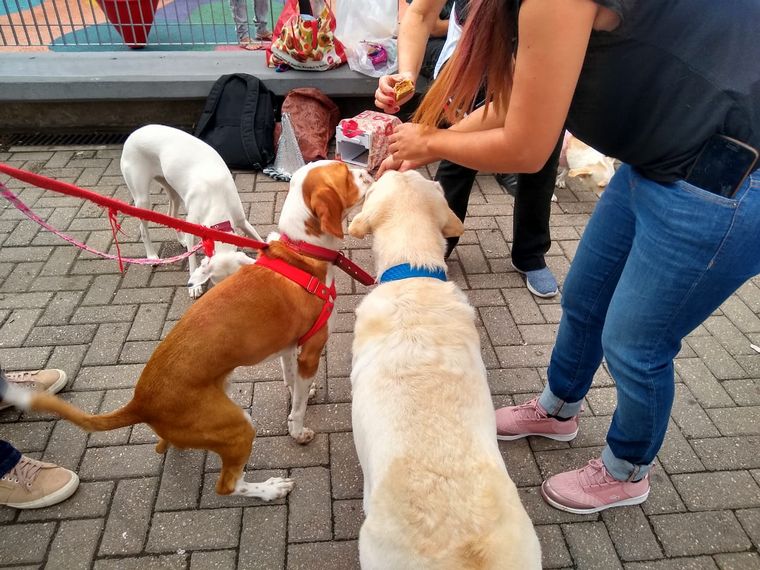 Festejo de cumpleaños de Tony Chopper.