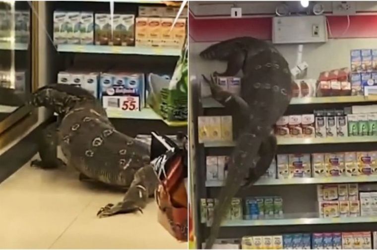 Un lagarto gigante se metió en una tienda de Tailandia