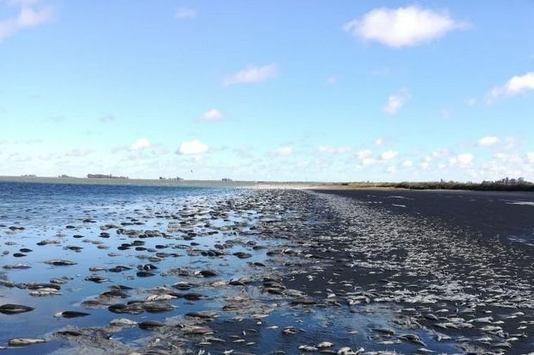 Miles de peces aparecieron muertos en una laguna de Junín (Foto: Diario Democracia)