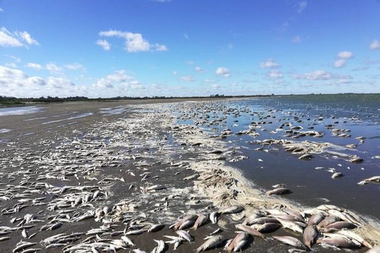 Miles de peces aparecieron muertos en una laguna de Junín (Foto: Diario Democracia)