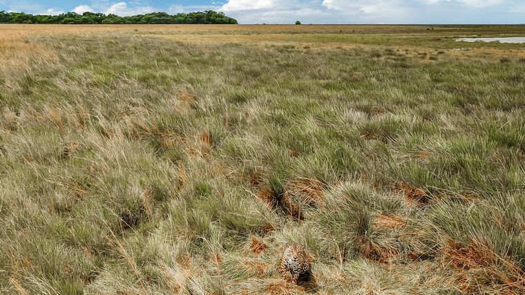 La especie está en peligro de extinción en la Argentina.