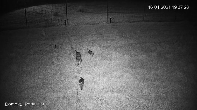 La especie está en peligro de extinción en la Argentina.