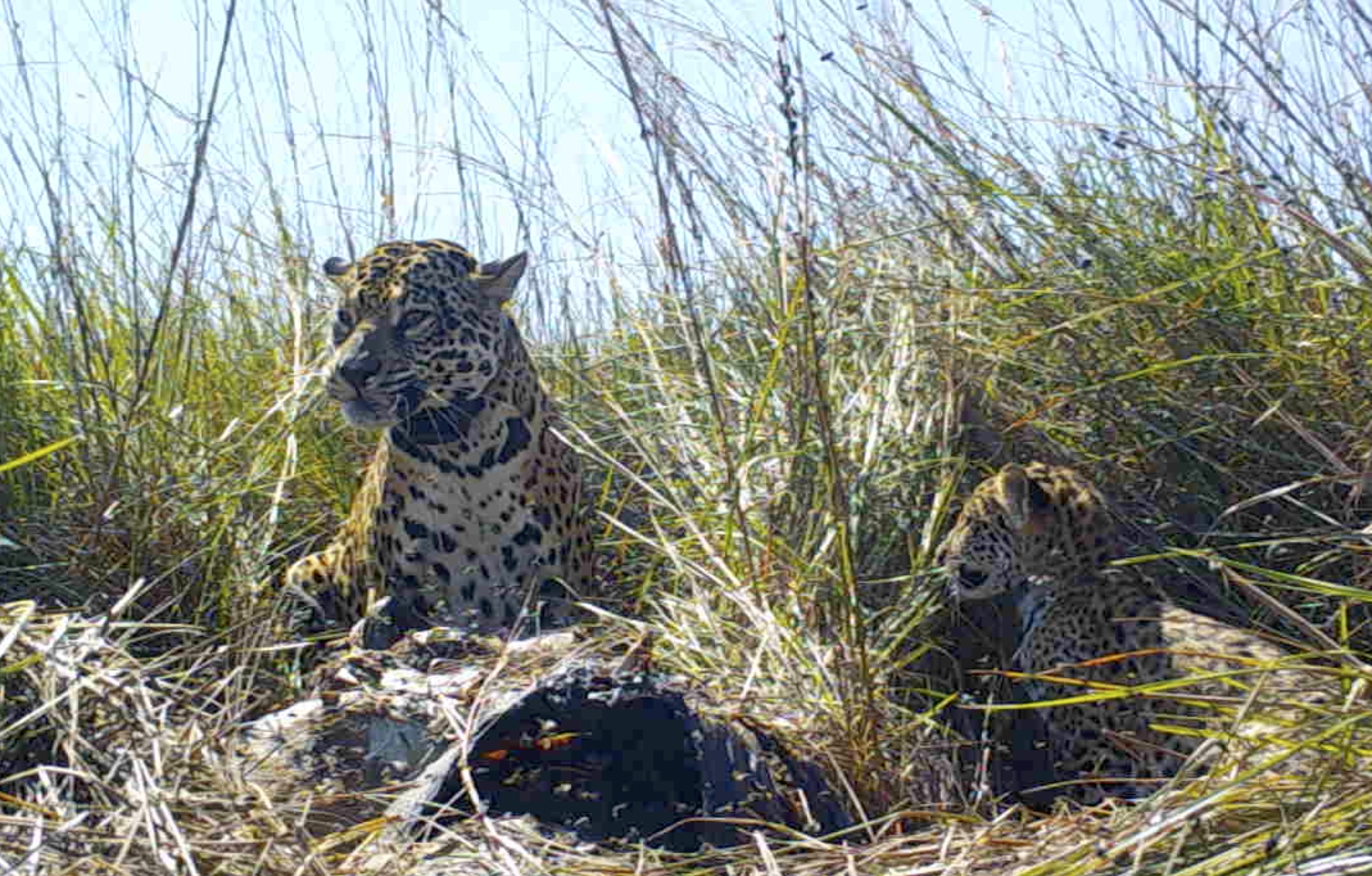 La especie está en peligro de extinción en la Argentina.